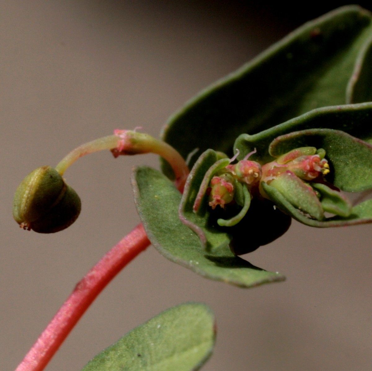 Euphorbia glyptosperma flower