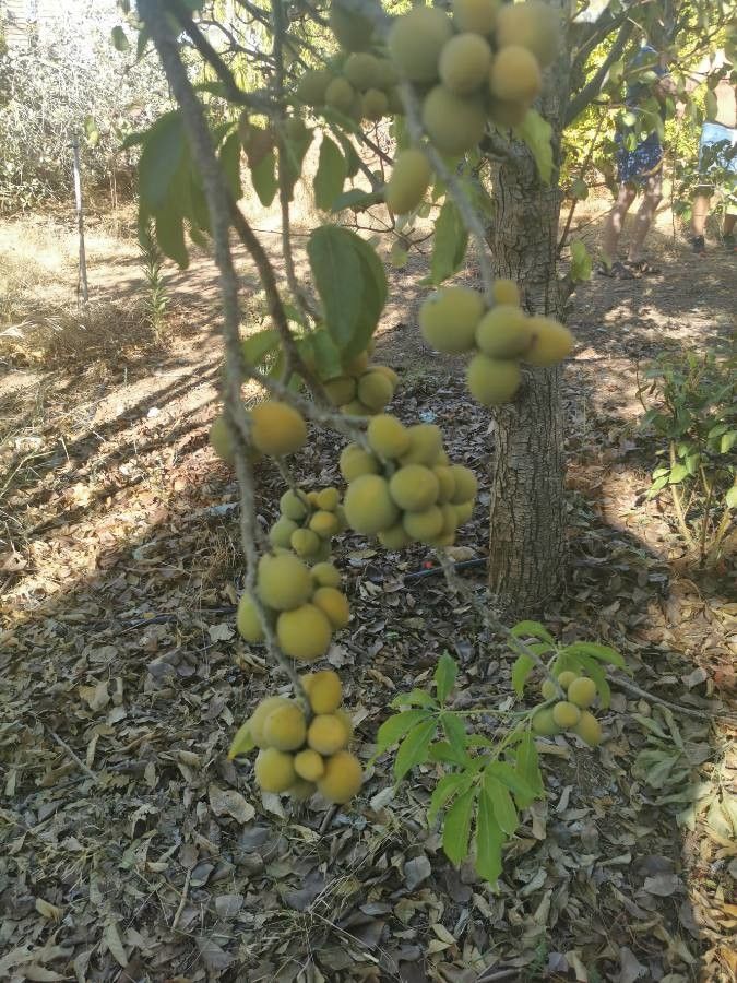 Casimiroa sapota fruit