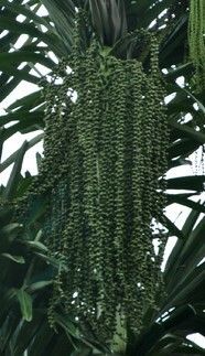Arenga microcarpa fruit