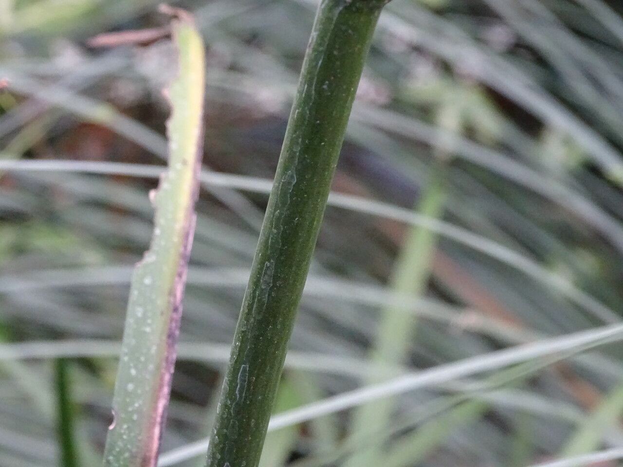 Anigozanthos flavidus bark