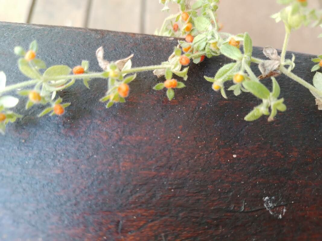 Galium hypocarpium flower