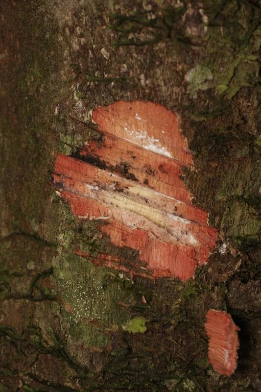 Chrysophyllum sanguinolentum other