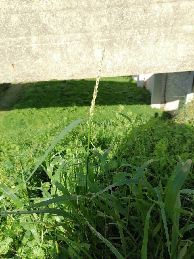 Eragrostis virescens — houseplant care guide