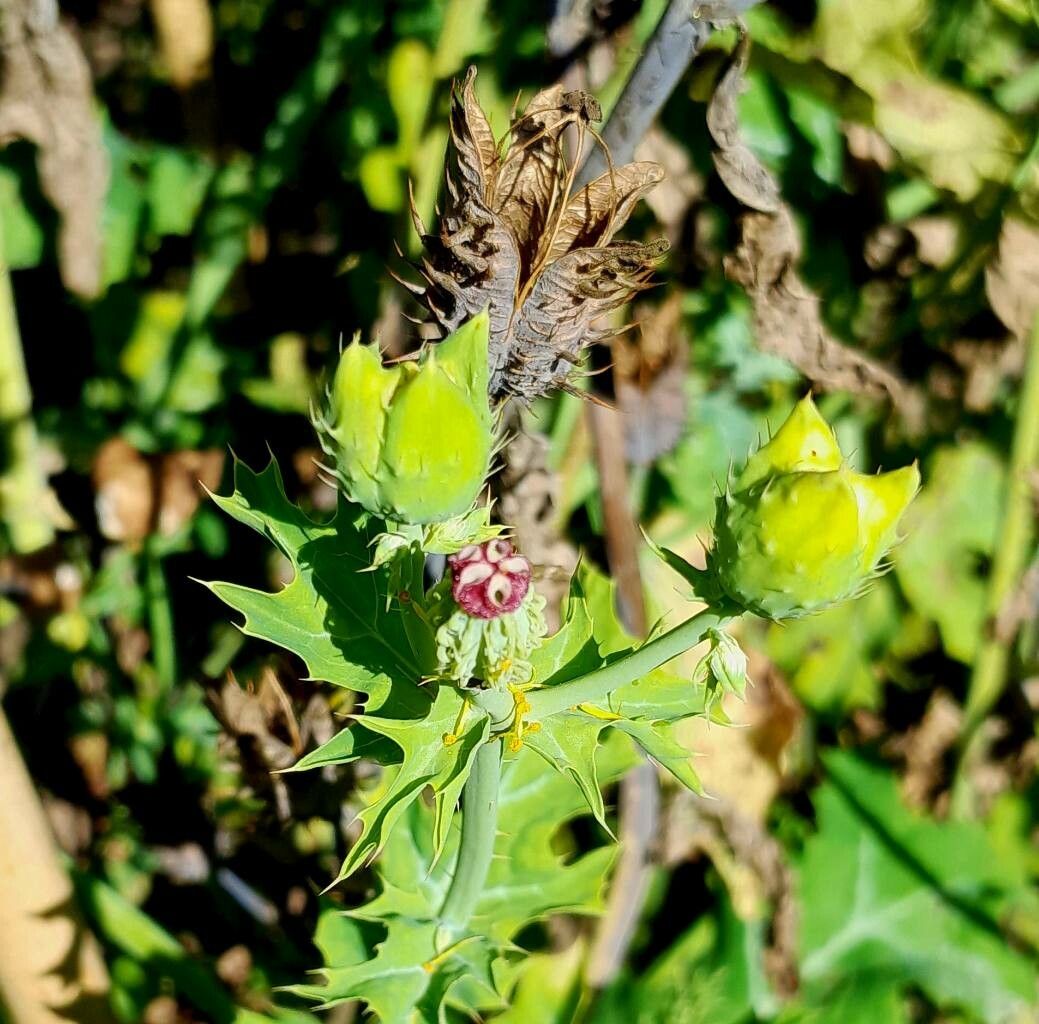 Argemone polyanthemos flower
