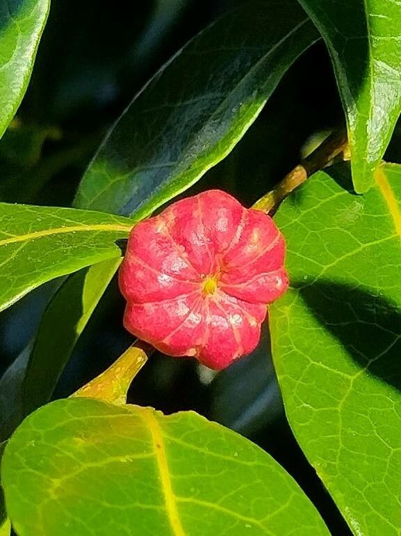 Glochidion ferdinandi fruit