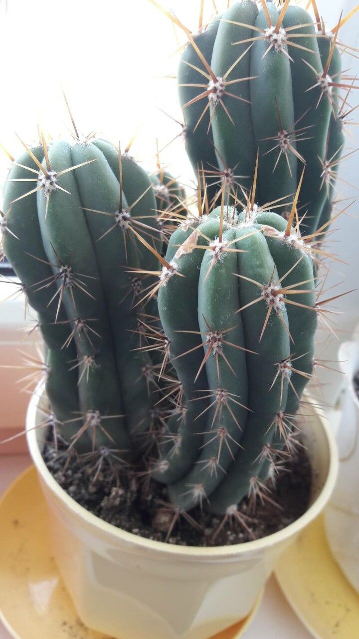 Echinopsis bridgesii fruit