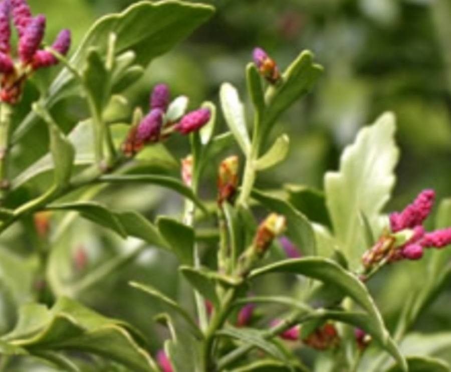 Phyllocladus aspleniifolius flower