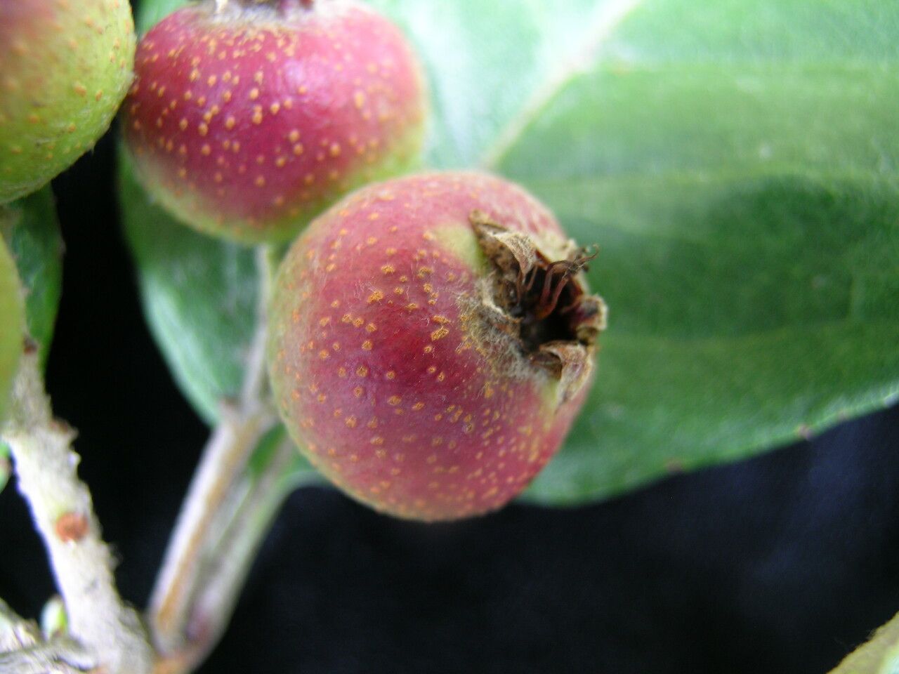 Sorbus vestita fruit