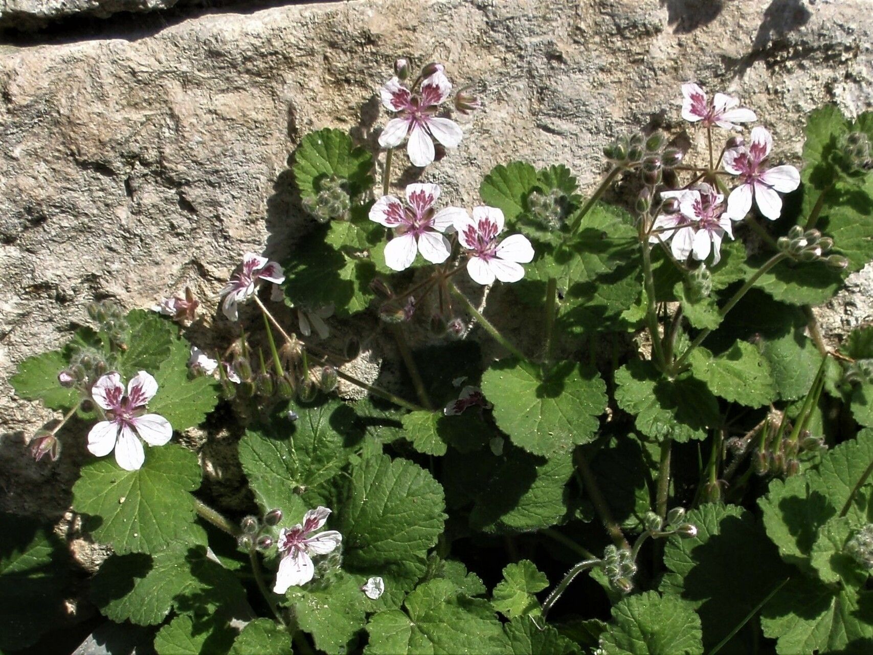 Erodium pelargoniflorum — search result for 'Erodium'