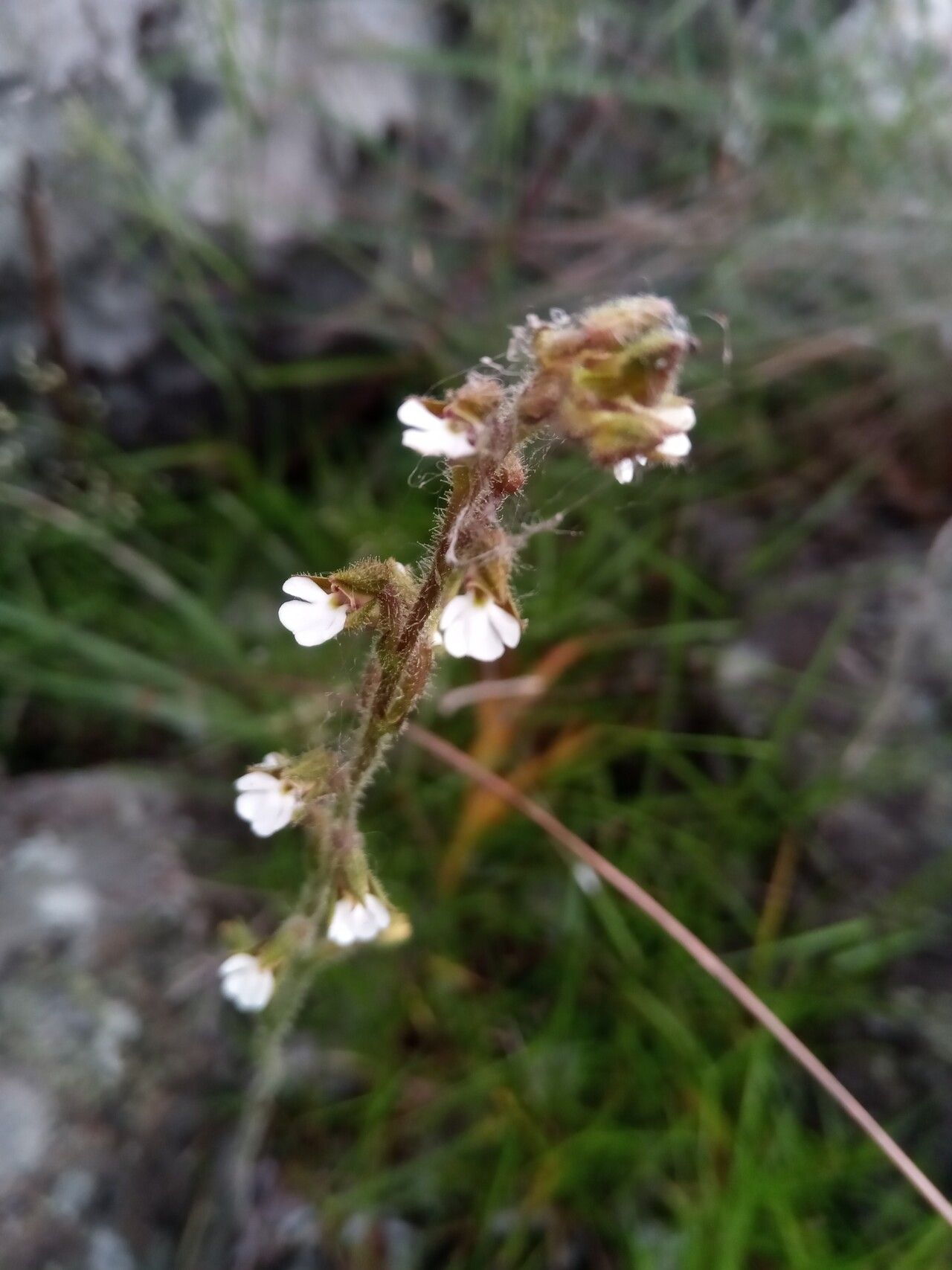 Cynorkis sacculata flower