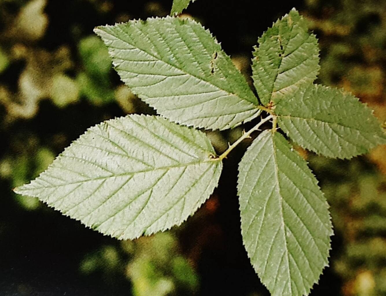 Rubus hystricopsis — houseplant care guide