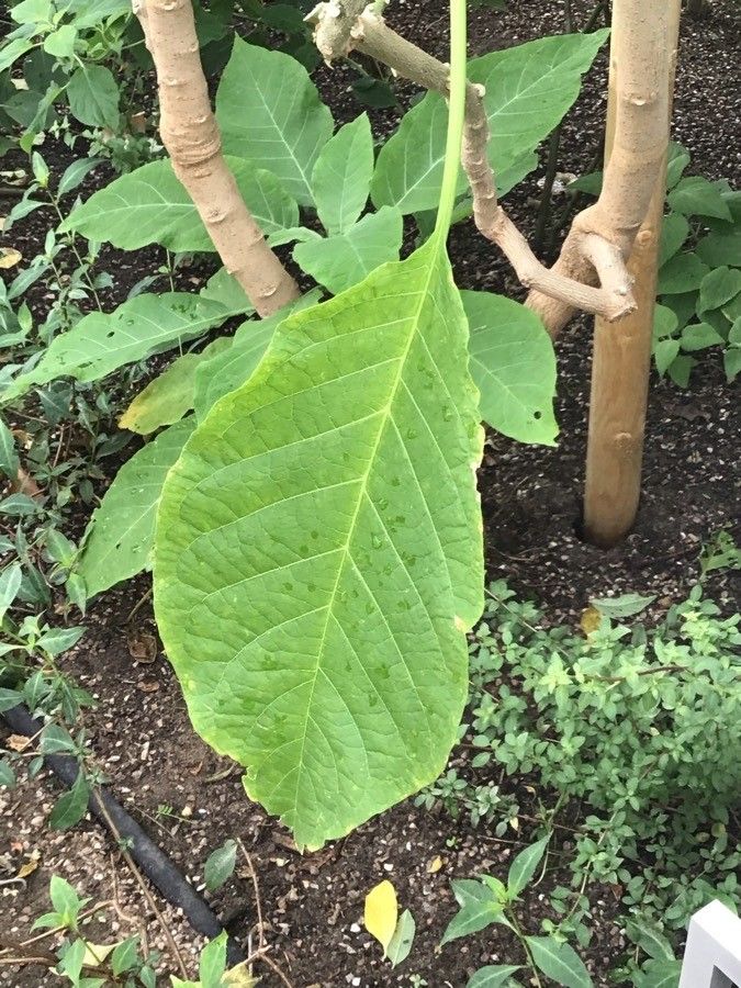 Brugmansia × candida — search result for 'Brugmansia'