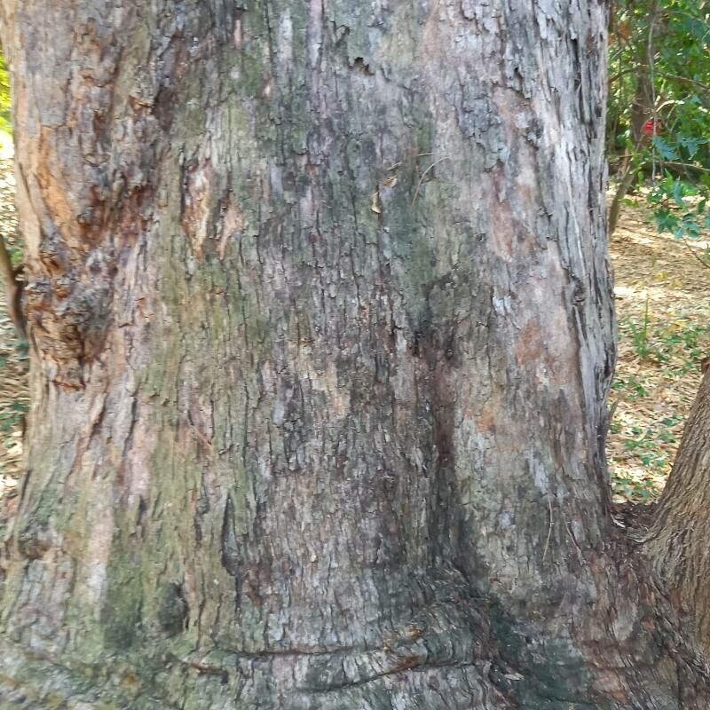 Eucalyptus goniocalyx bark