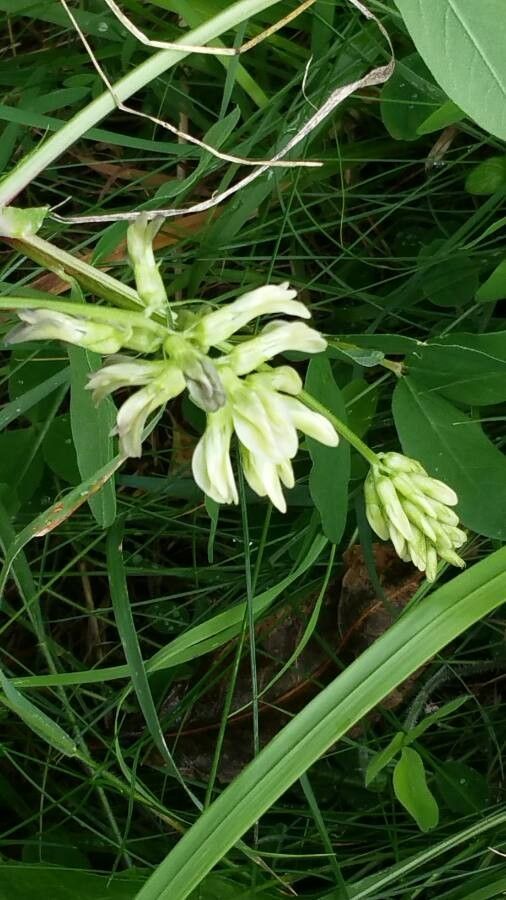 Astragalus glycyphyllos flower