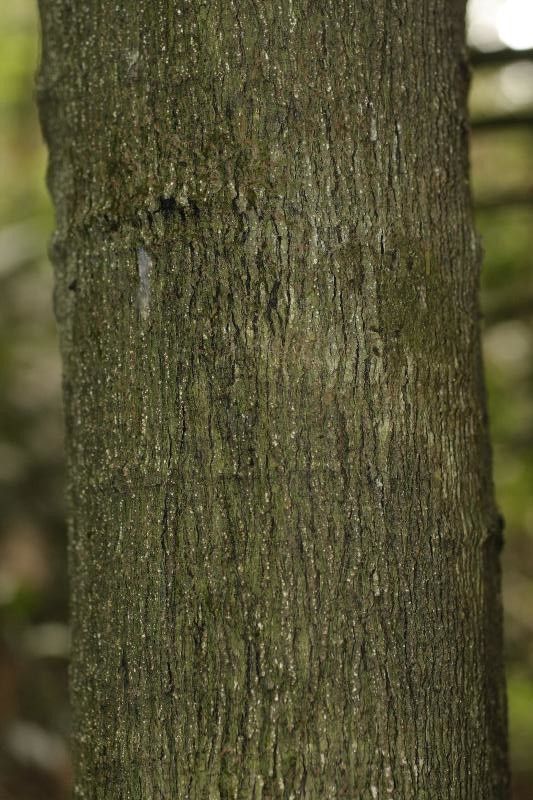 Diospyros cayennensis bark