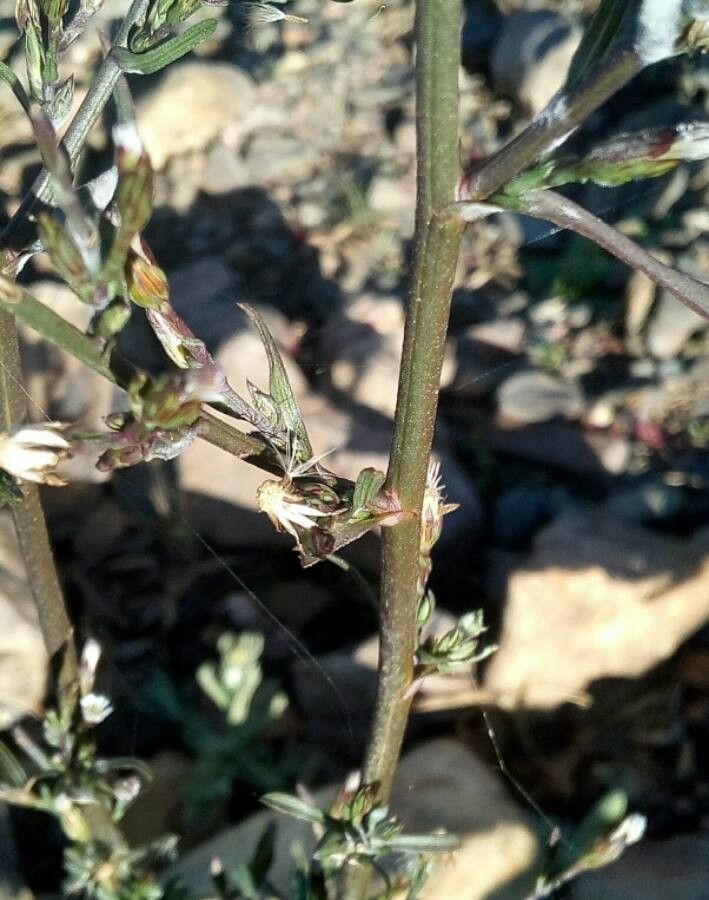 Symphyotrichum squamatum bark