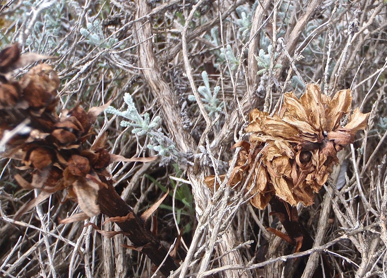 Orobanche santolinae habit