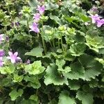 Campanula portenschlagiana