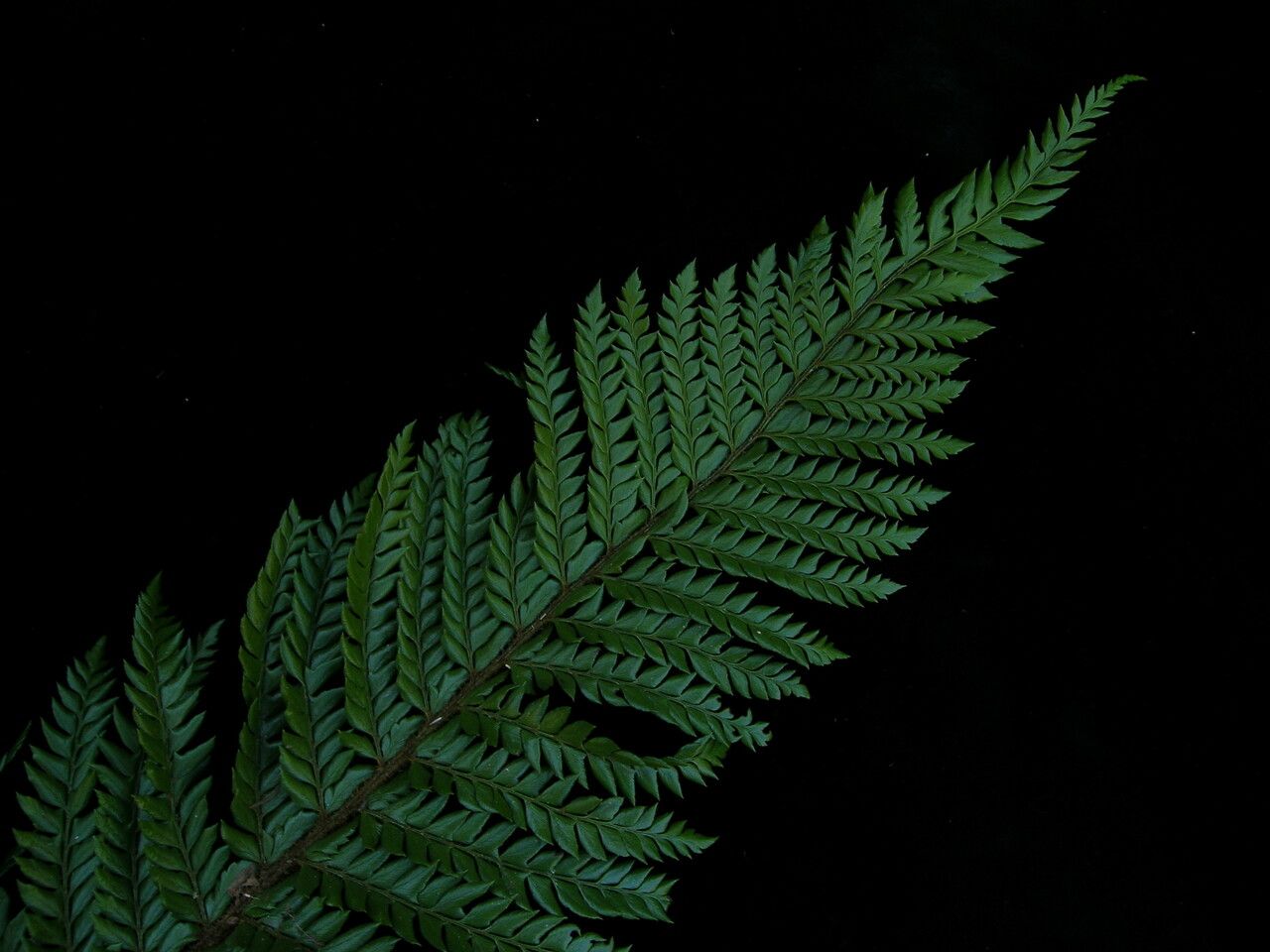 Polystichum squarrosum habit