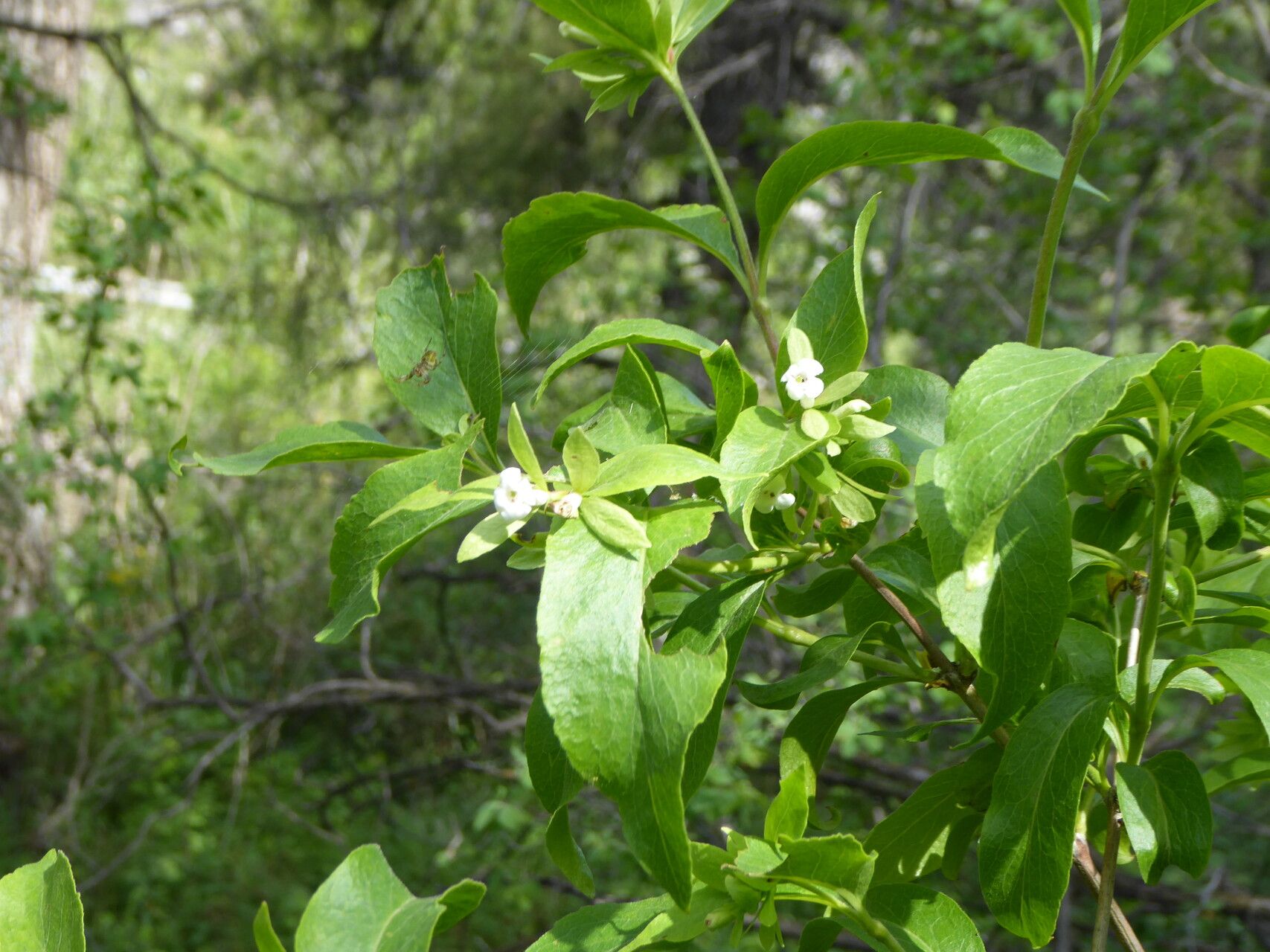 Zabelia corymbosa — related species from the same genus