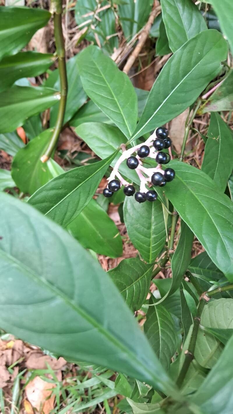 Chassalia curviflora fruit