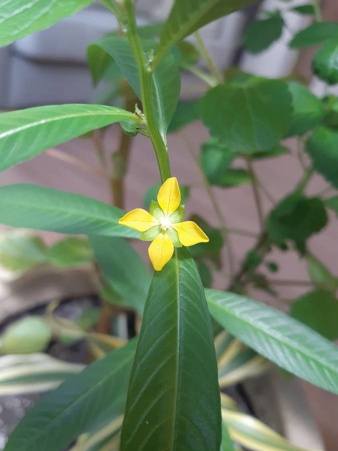 Ludwigia decurrens flower
