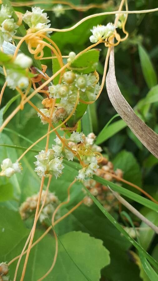 Cuscuta scandens flower