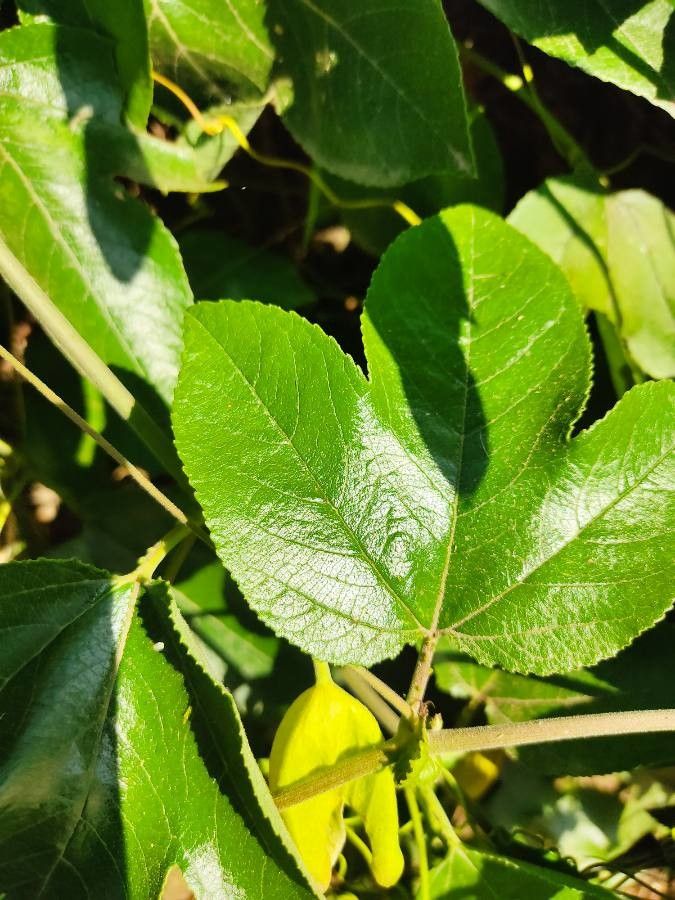 Passiflora manicata leaf