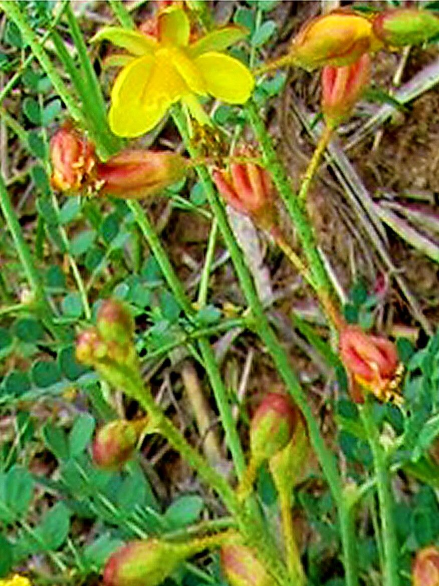 Erythrostemon caudatus — related species from the same genus