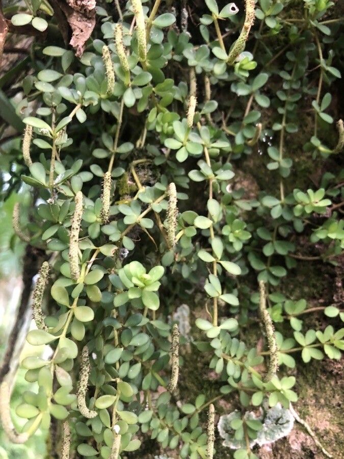 Peperomia quadrifolia leaf