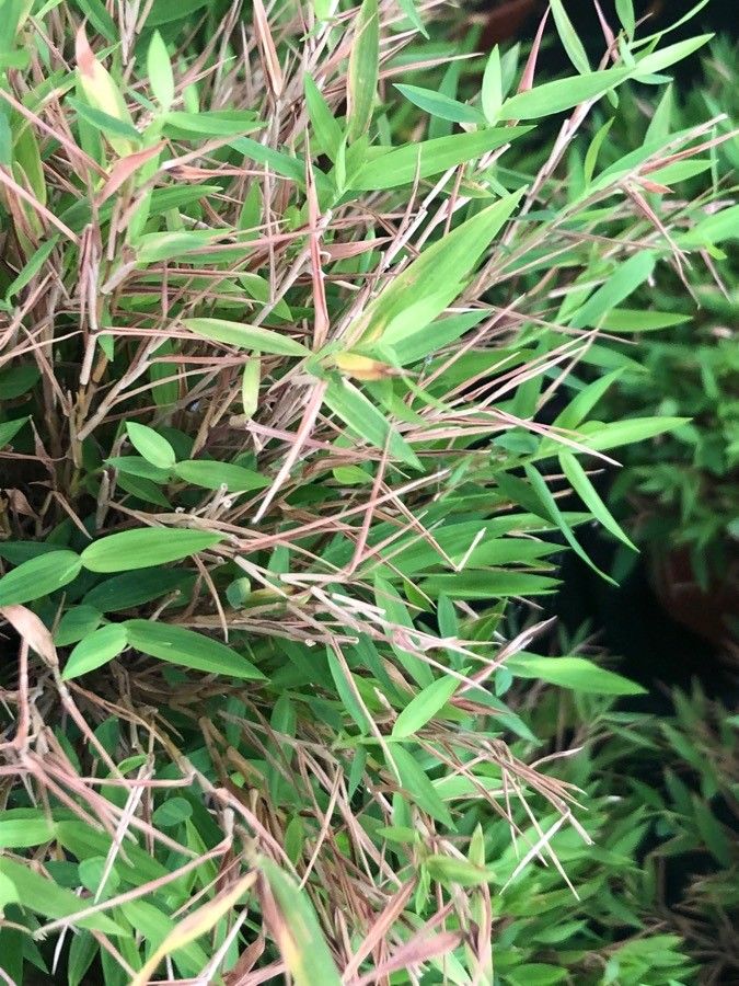 Pogonatherum paniceum