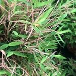 Pogonatherum paniceum