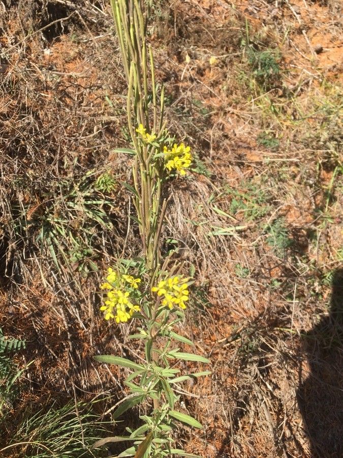 Erysimum virgatum flower