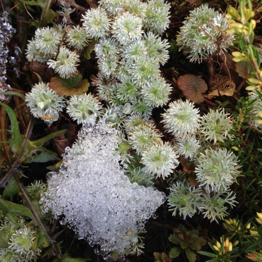 Paronychia argentea flower