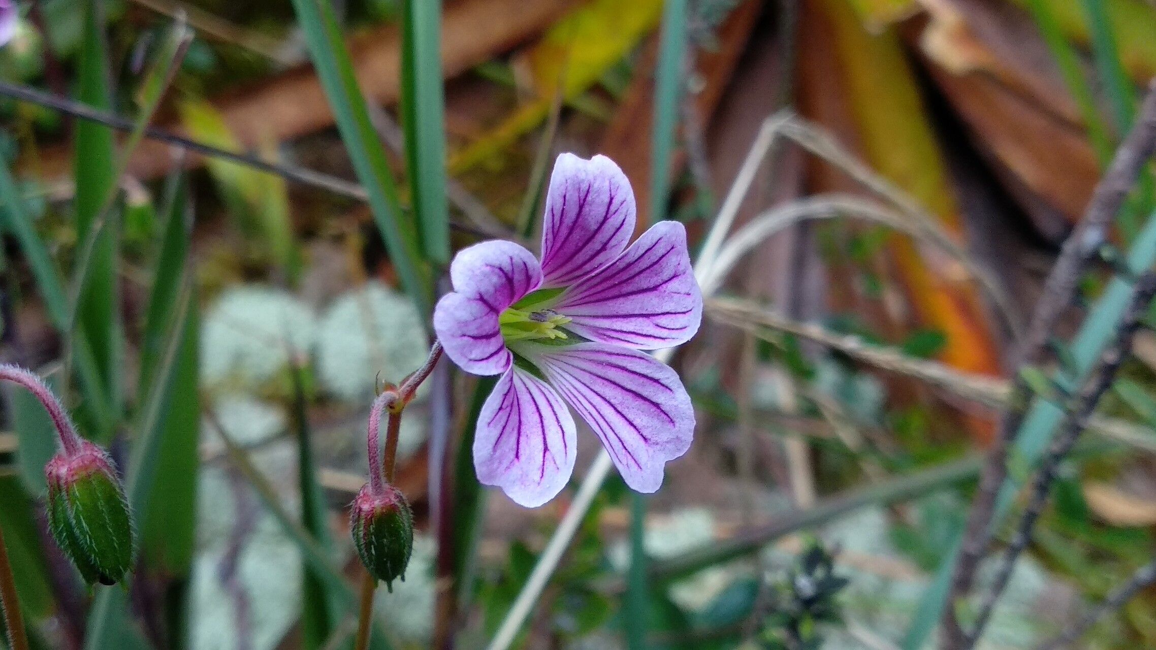 Geranium multiceps flower