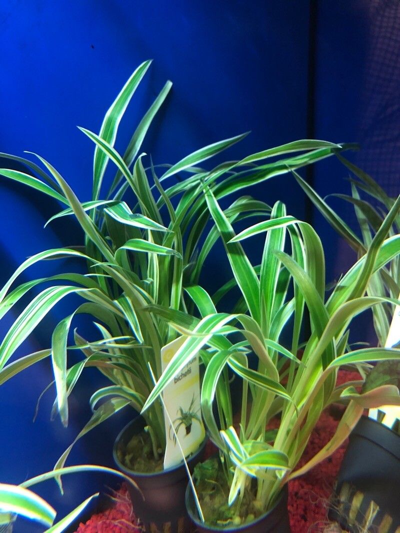 Chlorophytum laxum — search result for 'Chlorophytum'