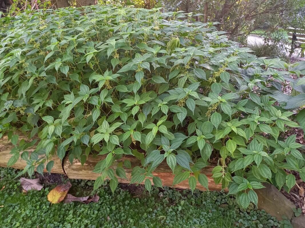 Pilea angulata habit