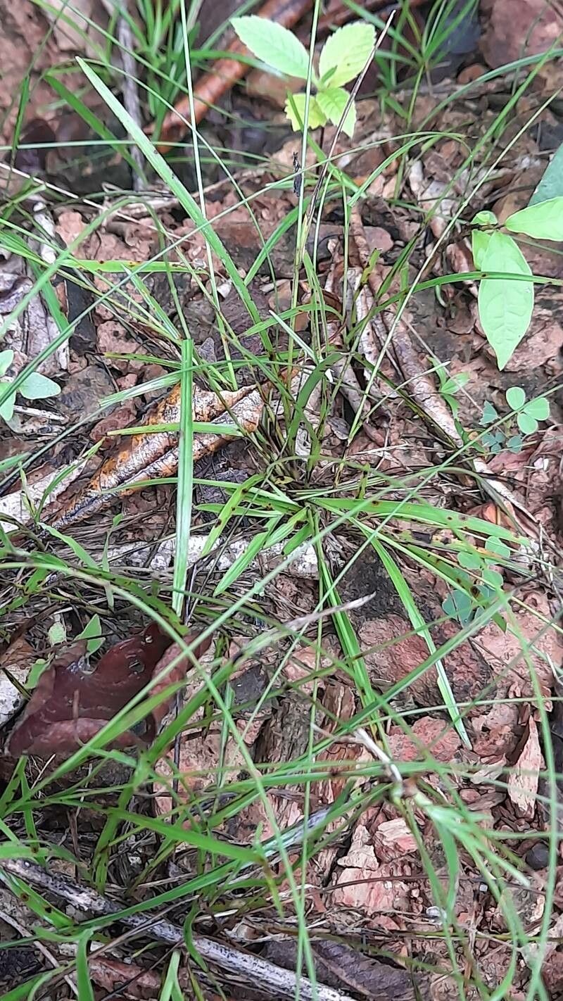 Rhynchospora radicans — houseplant care guide