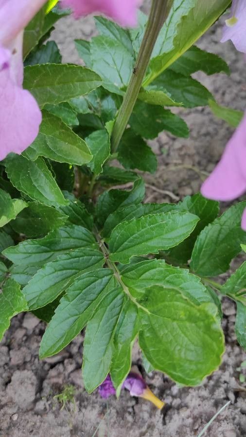 Incarvillea delavayi — search result for 'Gesneriaceae'