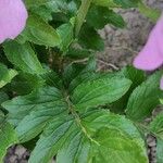 Incarvillea delavayi