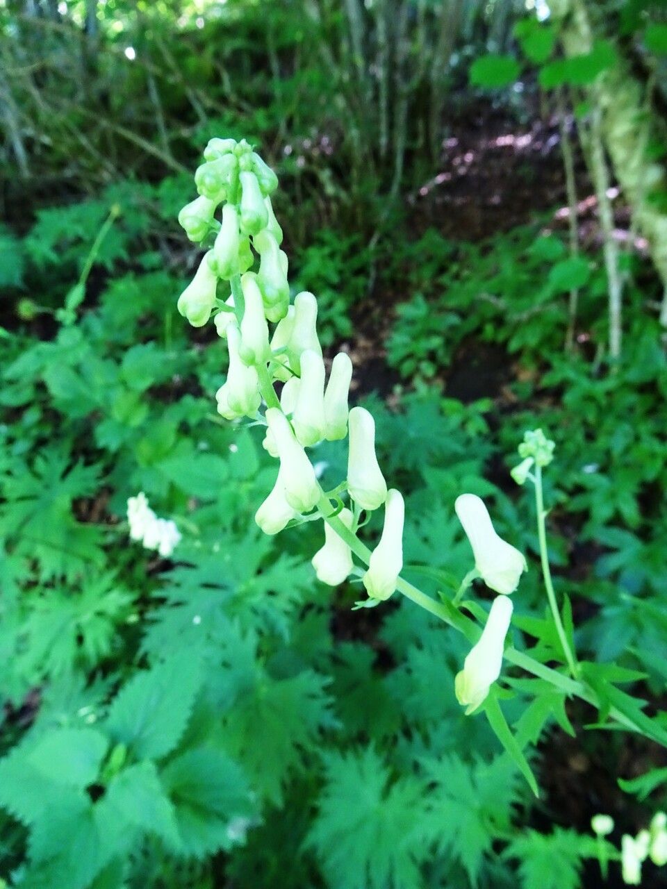 Aconitum lycoctonum flower