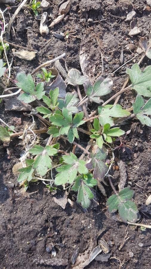 Ranunculus fascicularis leaf