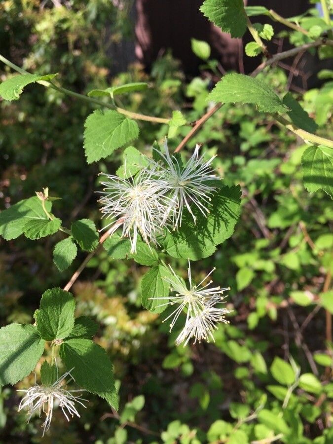 Neviusia alabamensis flower