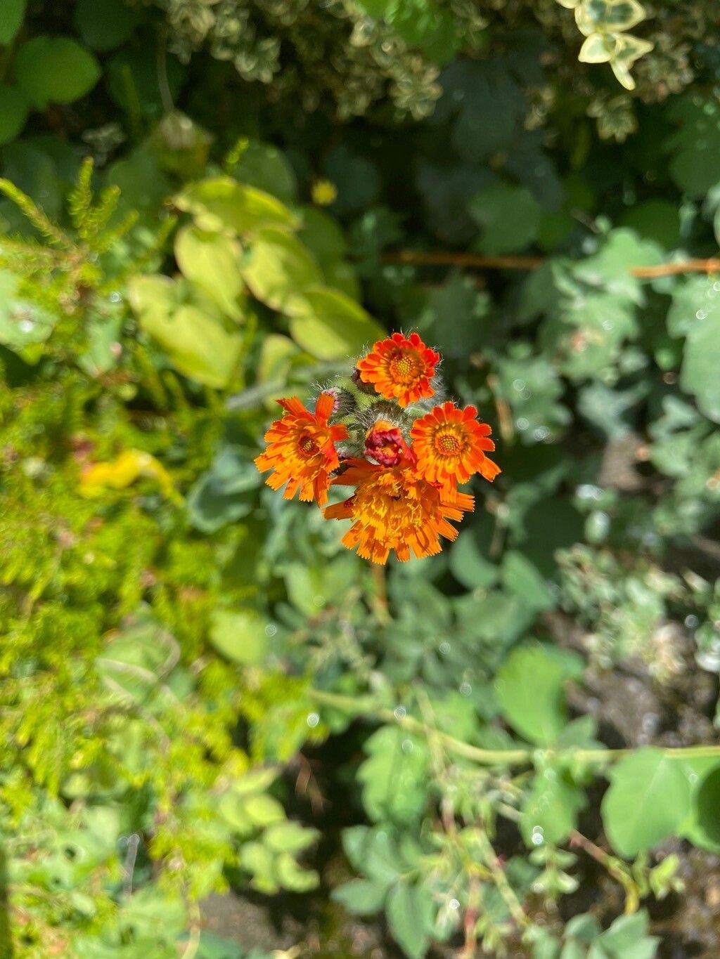 Pilosella guthnickiana flower