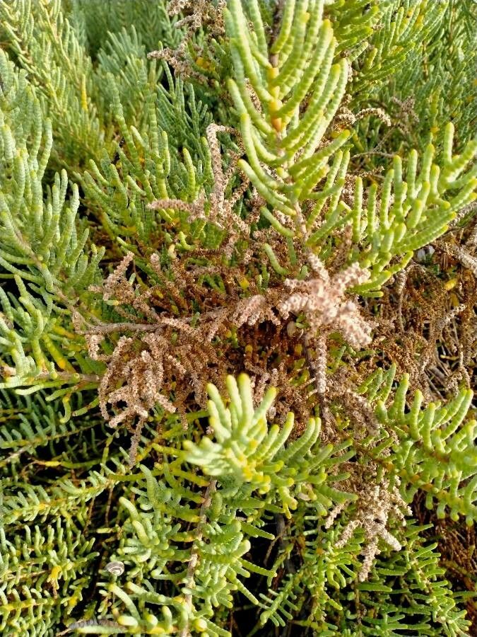 Arthrocnemum macrostachyum fruit