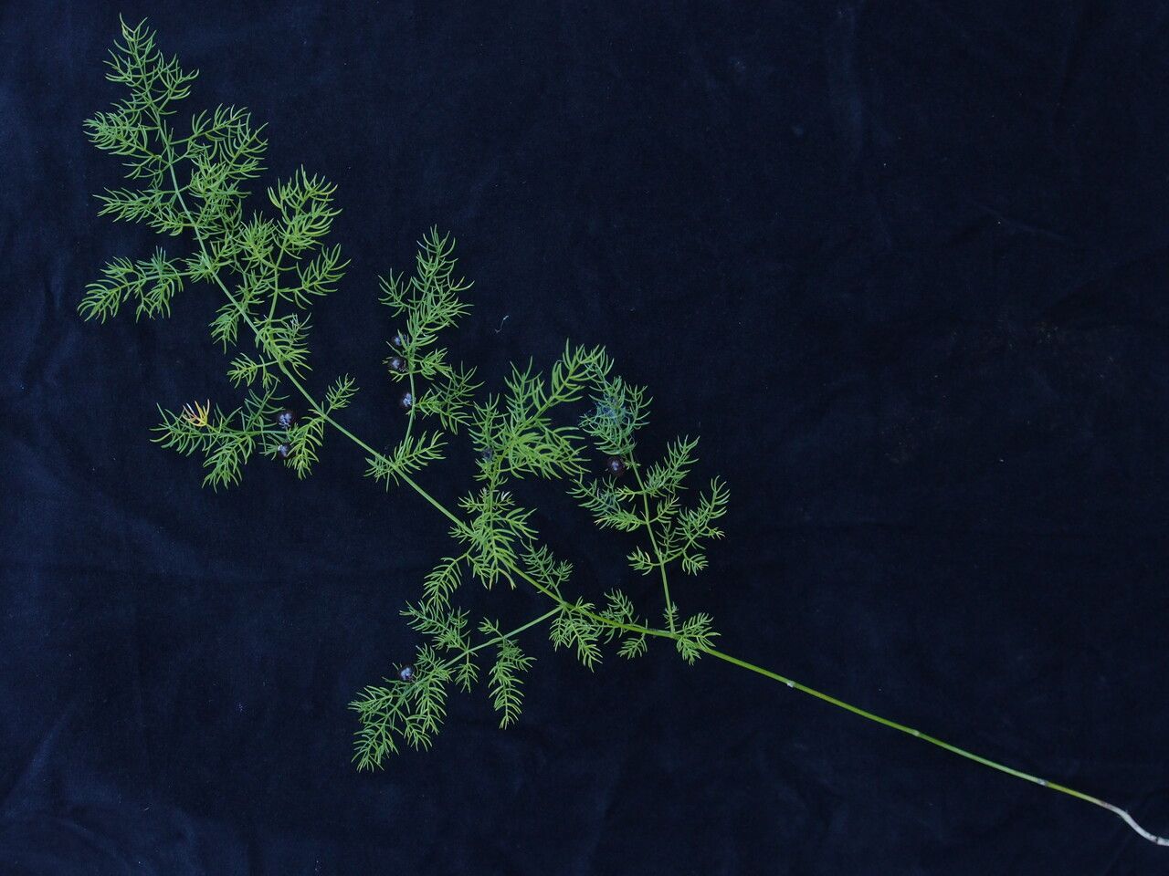 Asparagus filicinus habit