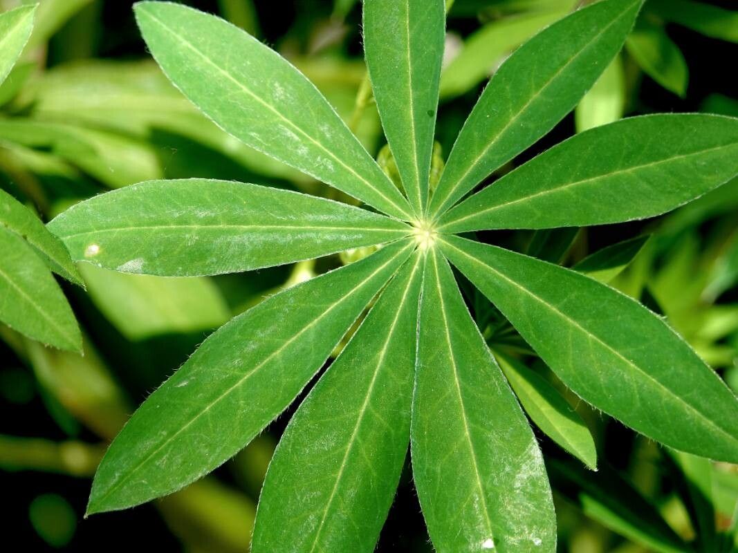 Lupinus × regalis — search result for 'Lupinus'