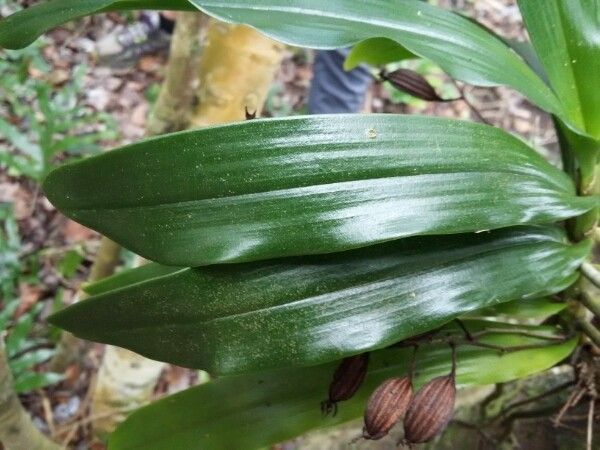 Angraecum caulescens — houseplant care guide