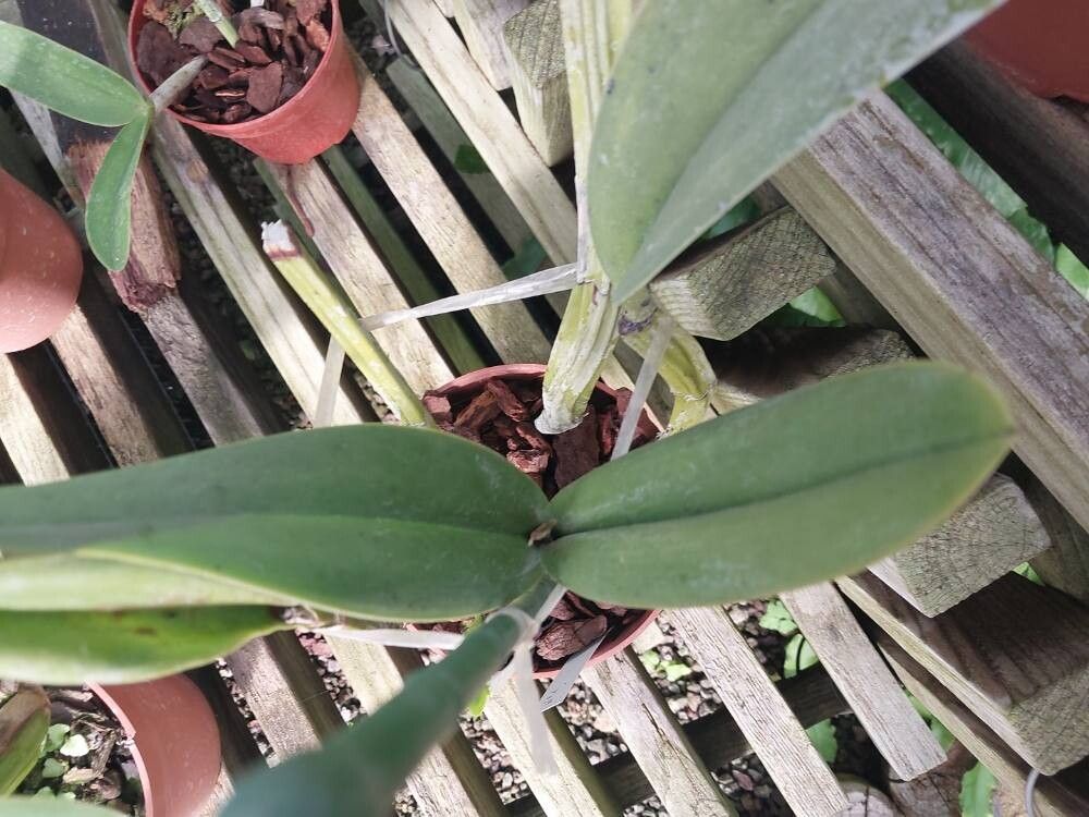 Laelia undulata — houseplant care guide