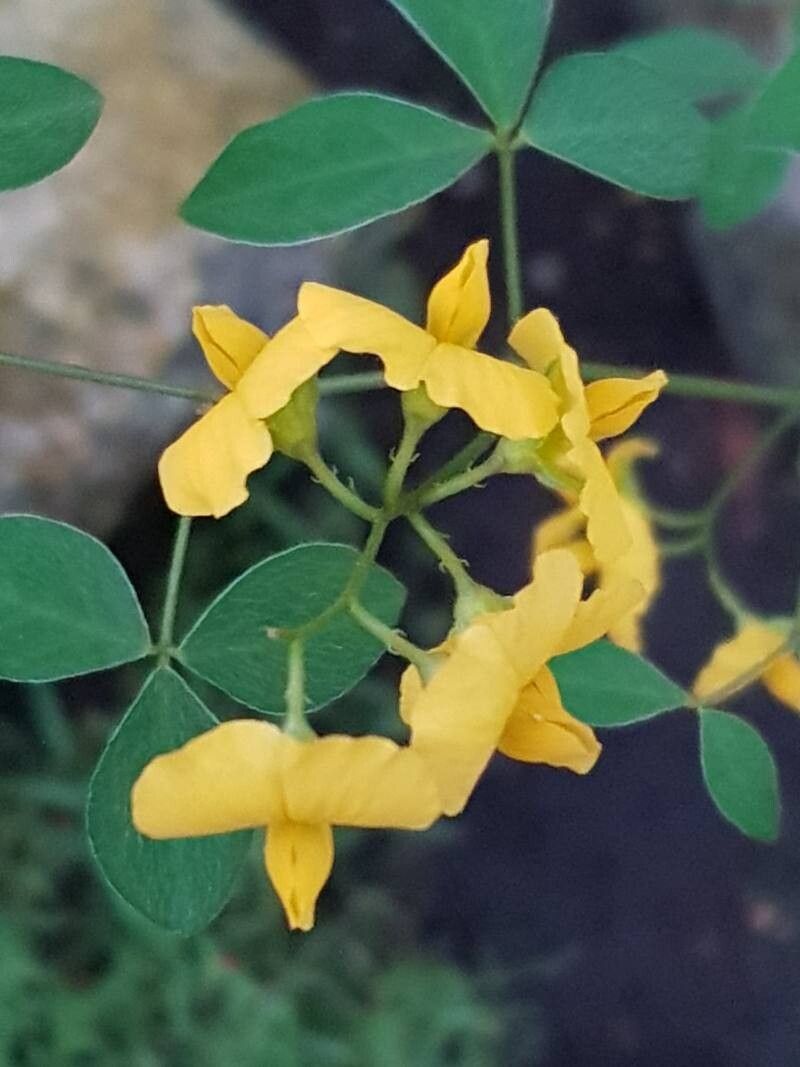Goodia lotifolia flower